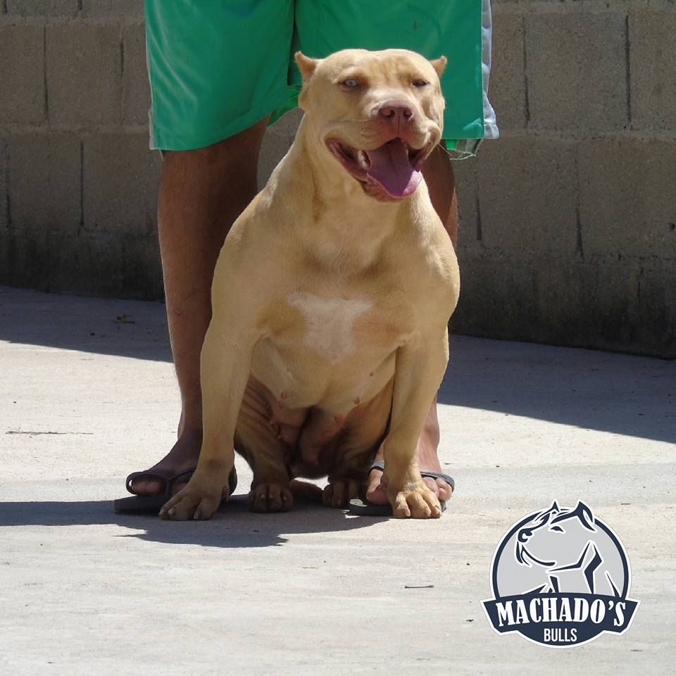 Photo of the dog