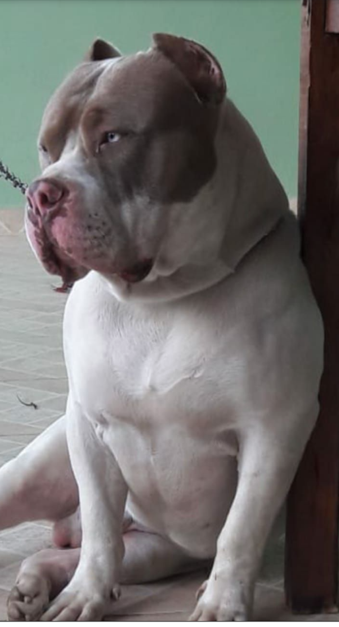 Photo of the dog