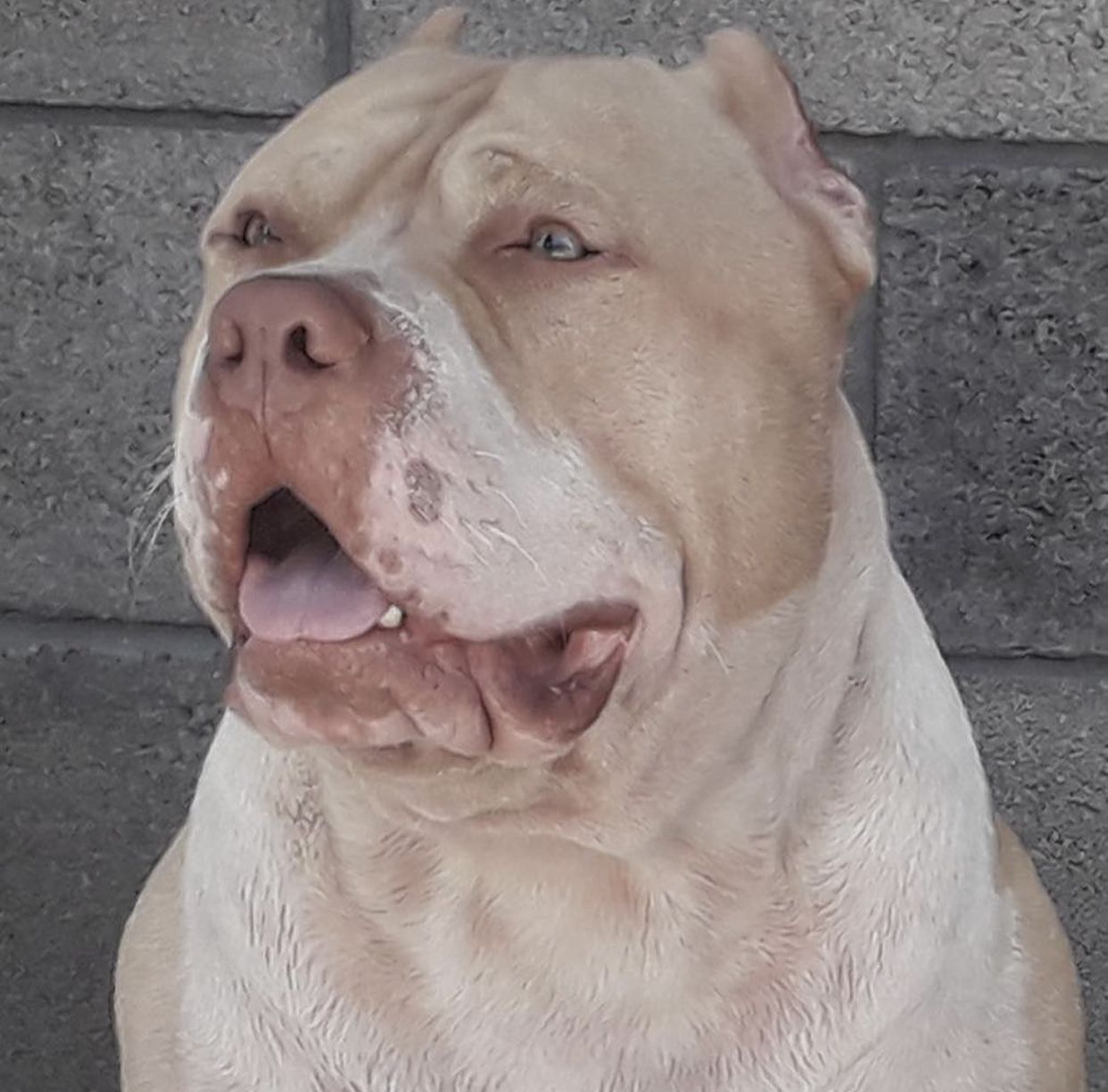 Photo of the dog
