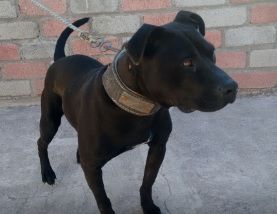 Photo of the dog
