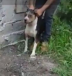 Photo of the dog
