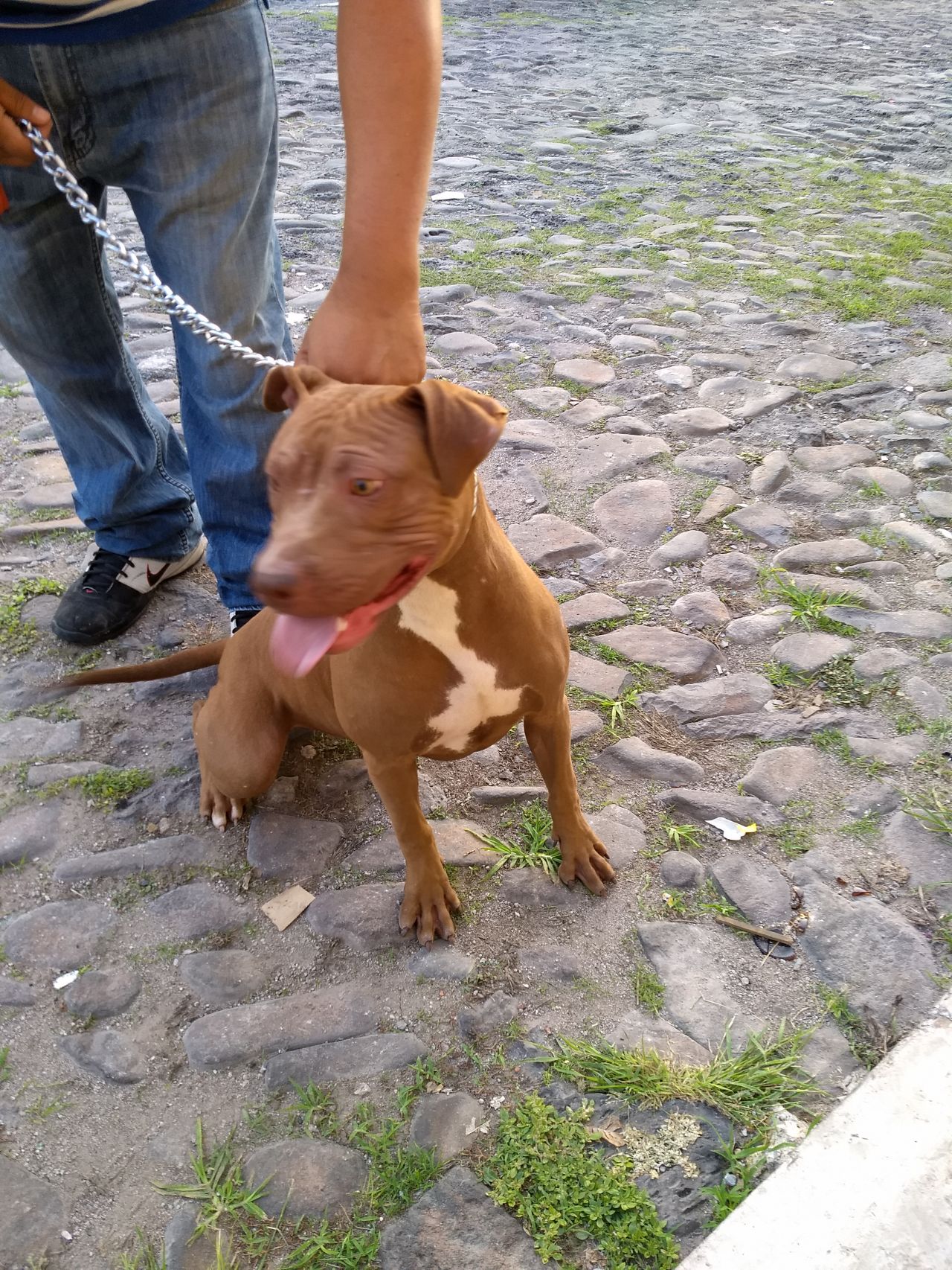 Photo of the dog