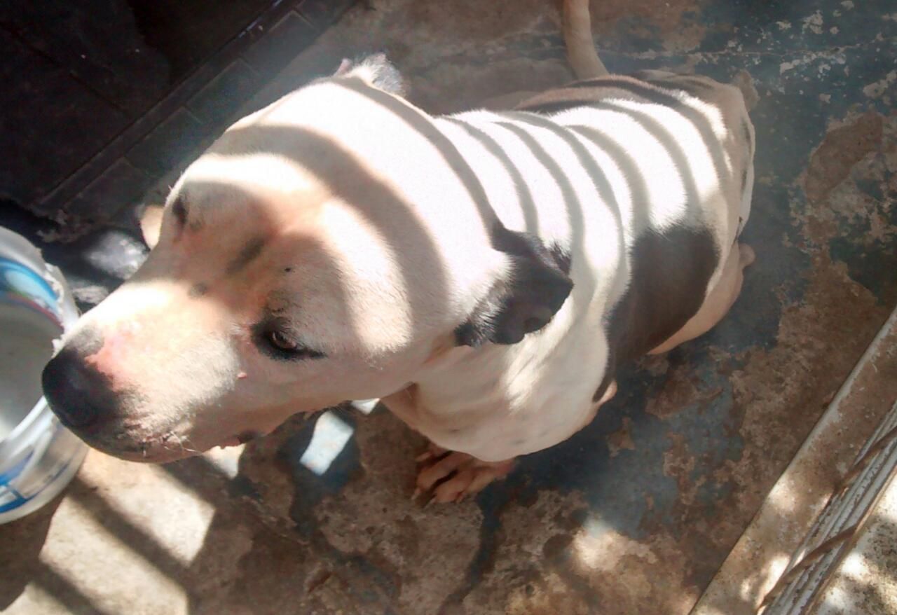 Photo of the dog