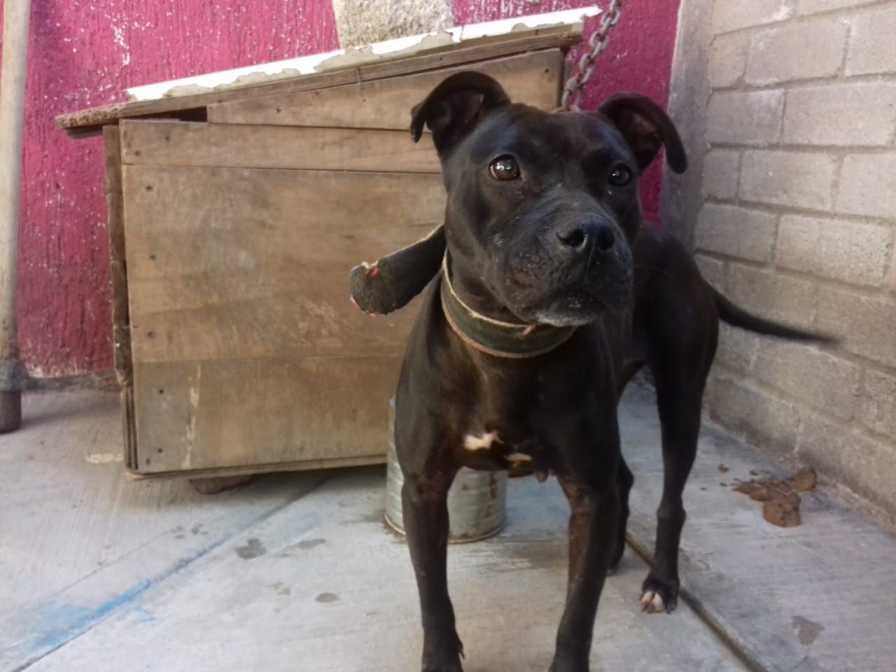Photo of the dog