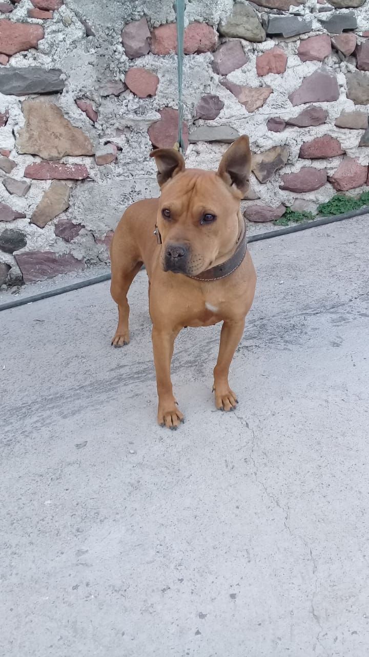 Photo of the dog