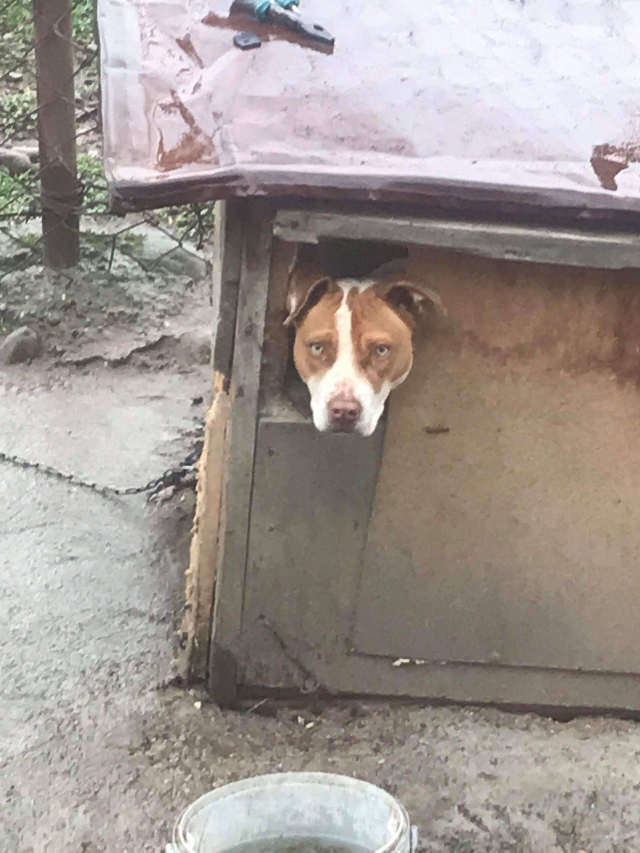 Photo of the dog