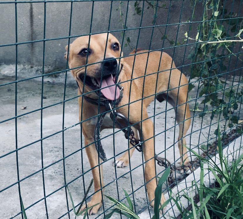 Photo of the dog
