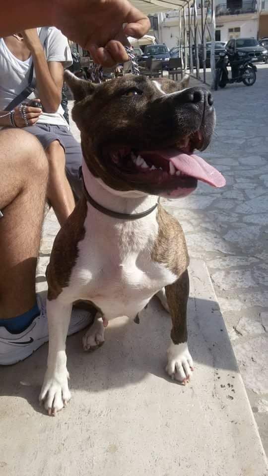 Photo of the dog