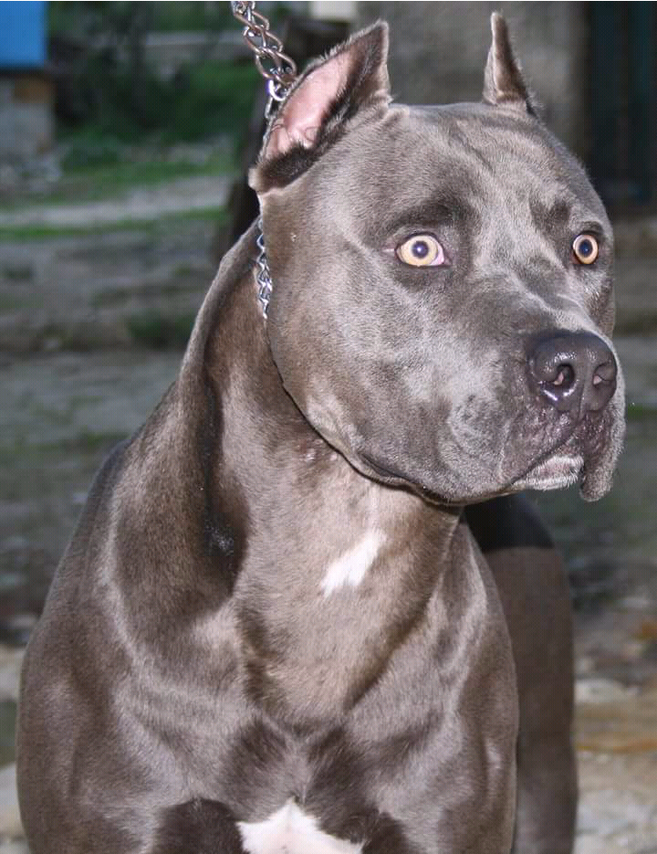 Photo of the dog
