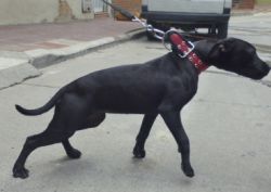 Photo of the dog