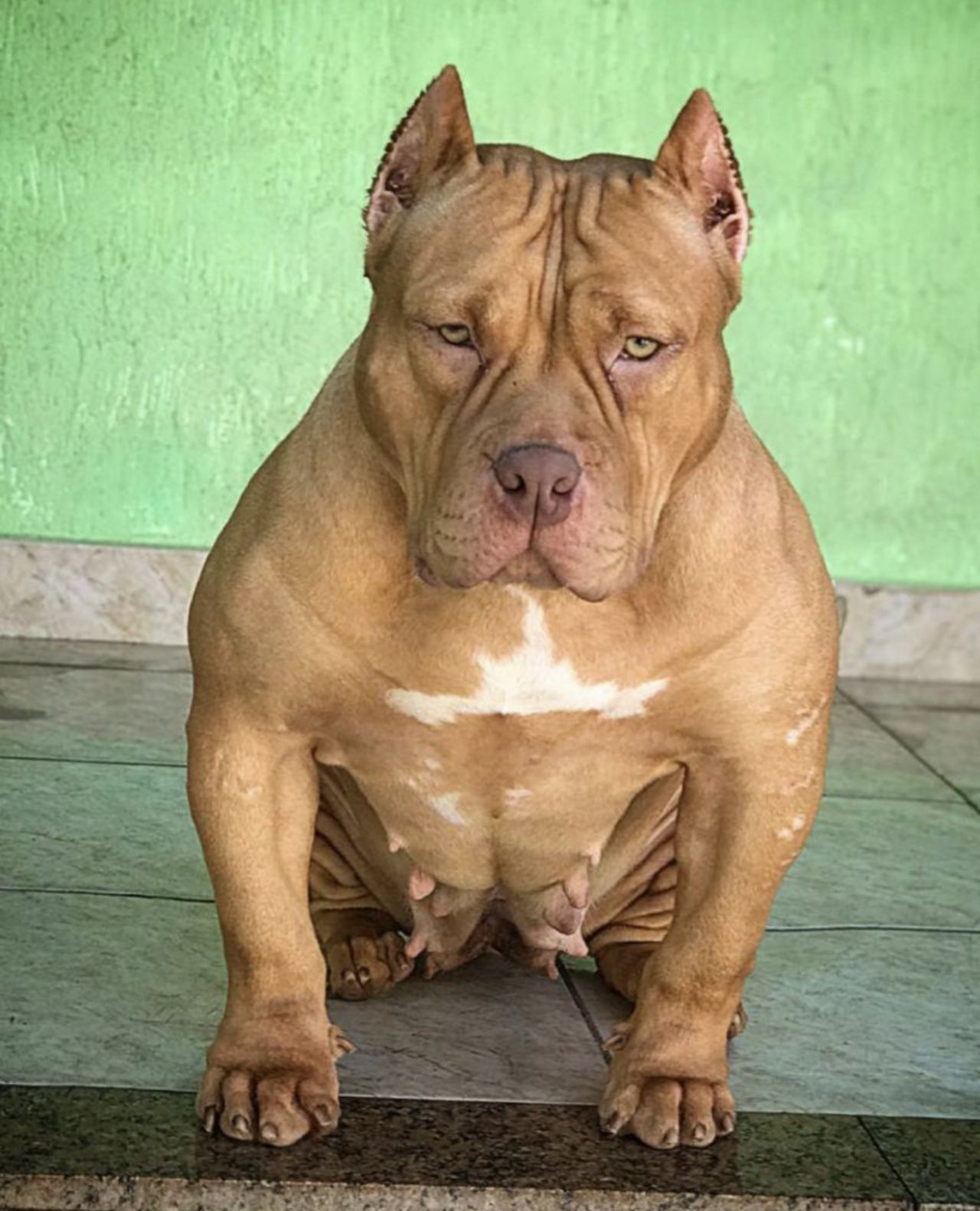 Photo of the dog