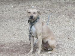 Photo of the dog