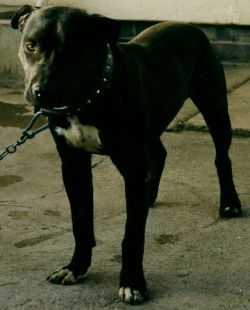 Photo of the dog