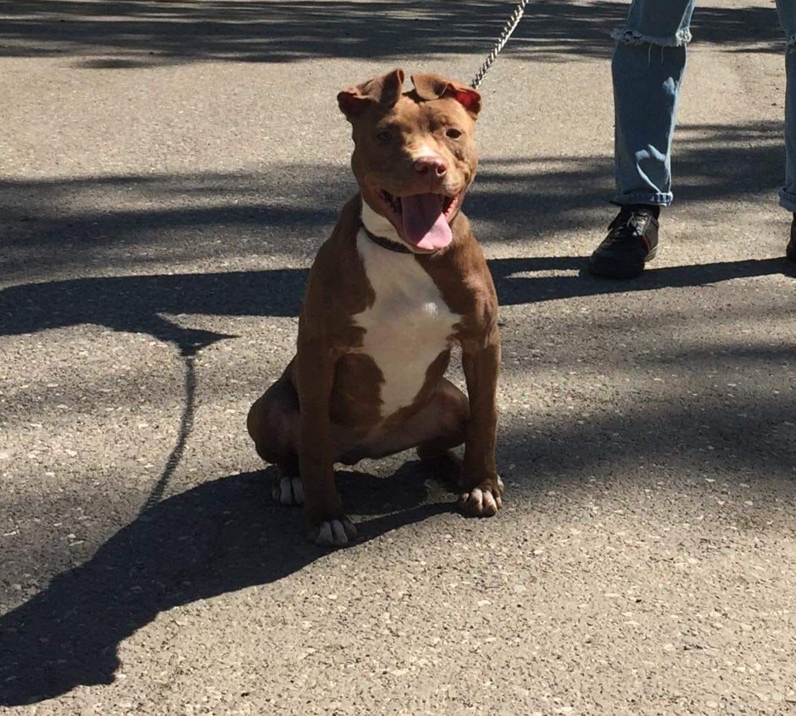 Photo of the dog