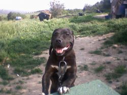 Photo of the dog