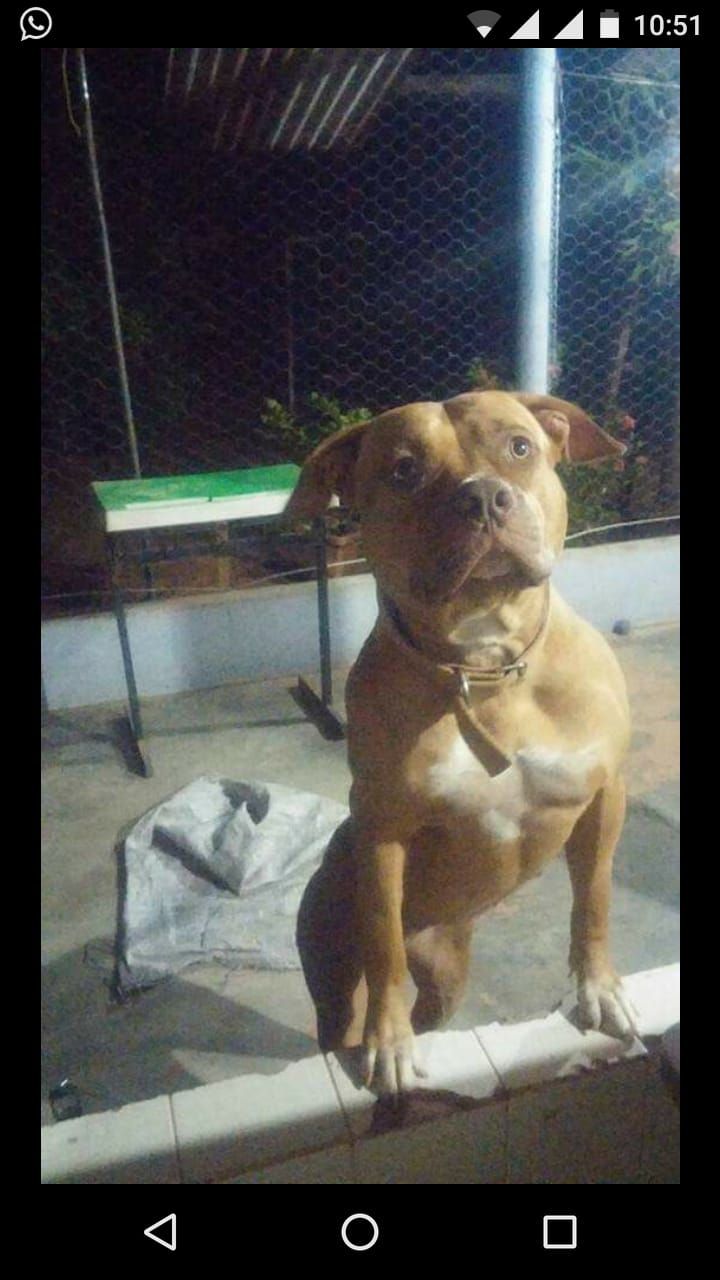Photo of the dog