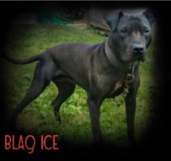 Photo of the dog