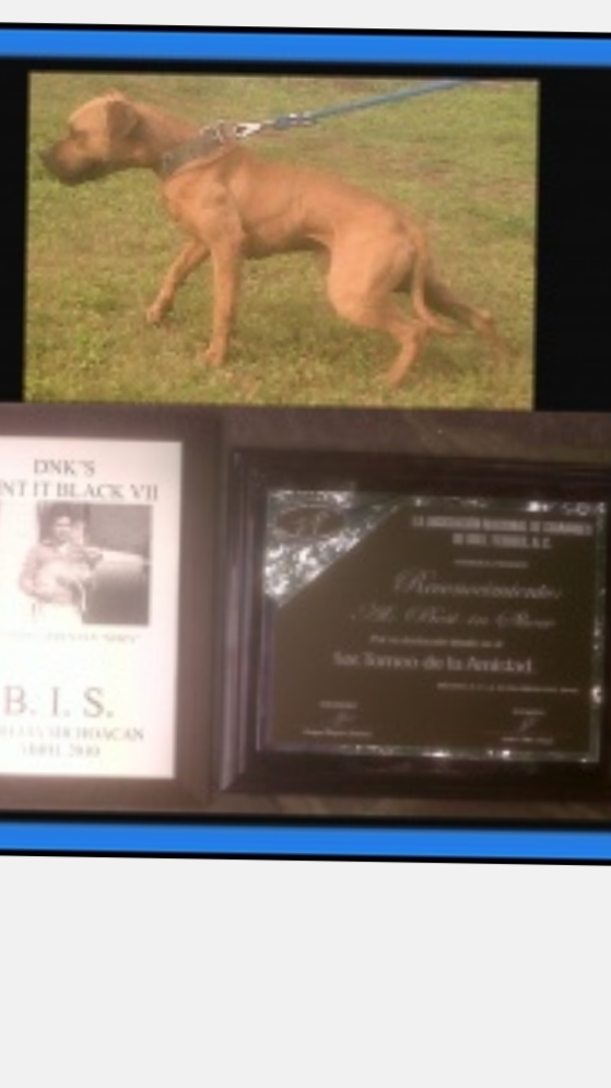 Photo of the dog