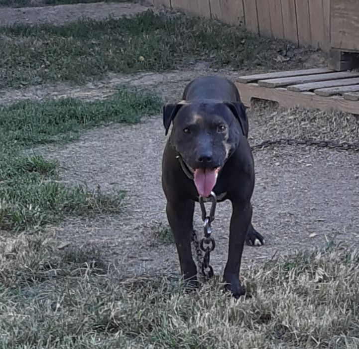 Photo of the dog