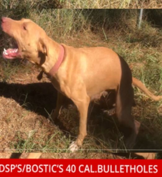 Photo of the dog