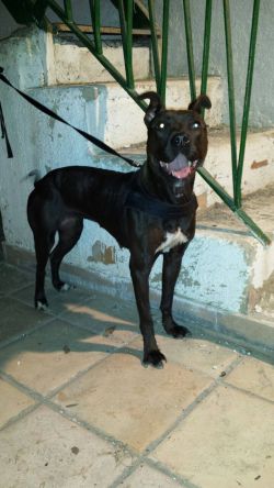 Photo of the dog