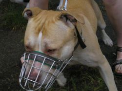 Photo of the dog