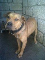 Photo of the dog