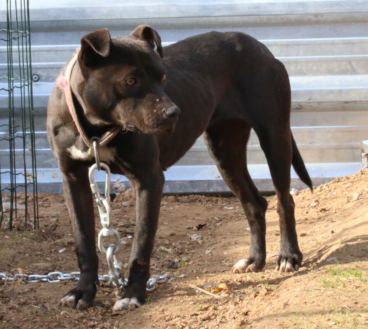 Photo of the dog