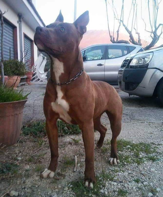 Photo of the dog