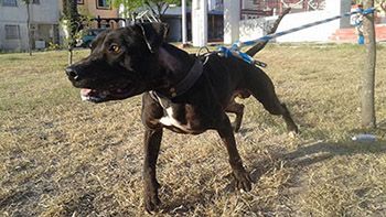 Photo of the dog