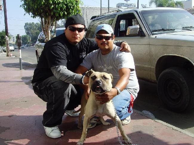 Photo of the dog