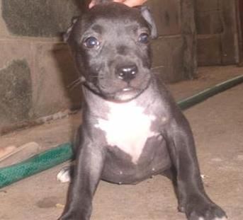 Photo of the dog