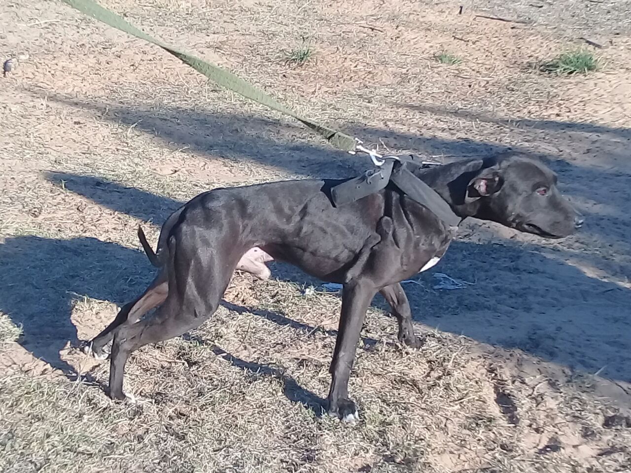 Photo of the dog