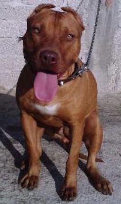 Photo of the dog