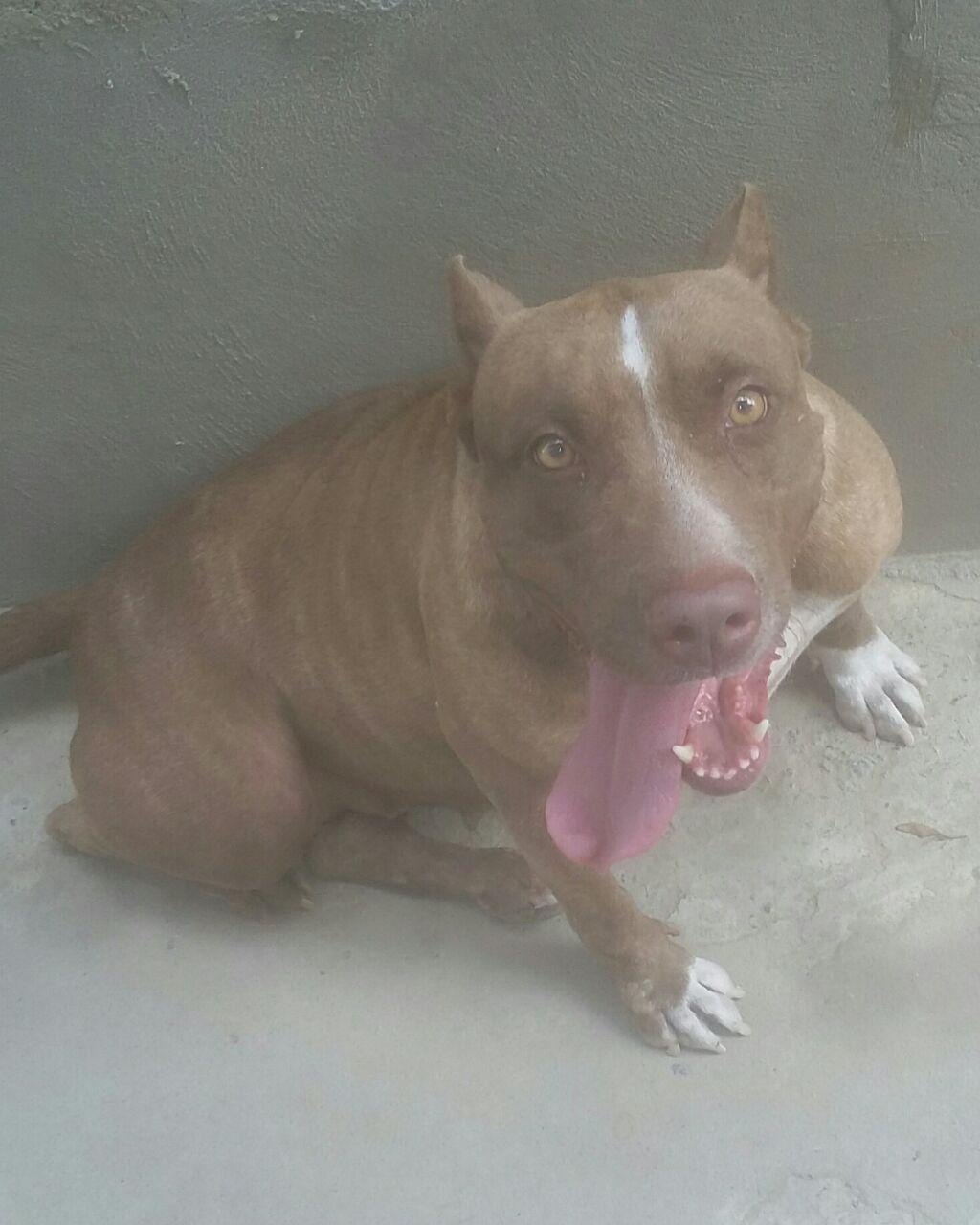 Photo of the dog