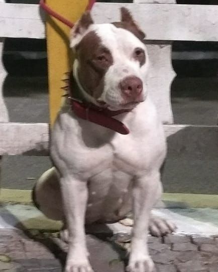 Photo of the dog