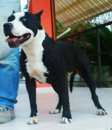 Photo of the dog
