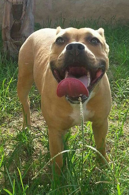 Photo of the dog