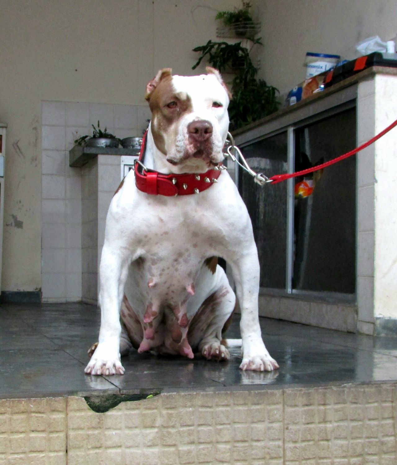 Photo of the dog