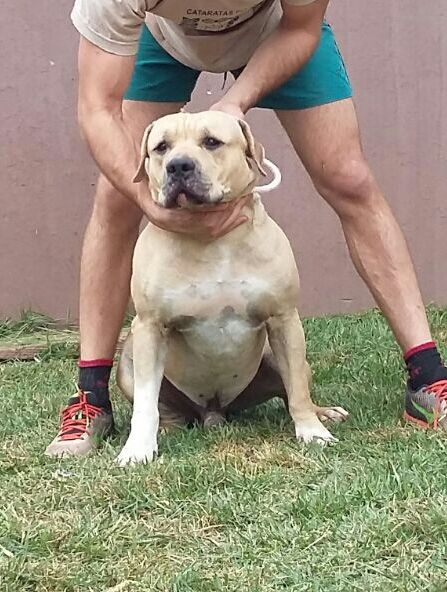 Photo of the dog