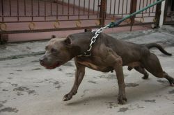 Photo of the dog