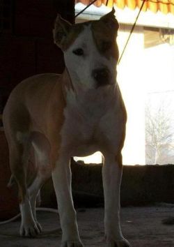 Photo of the dog