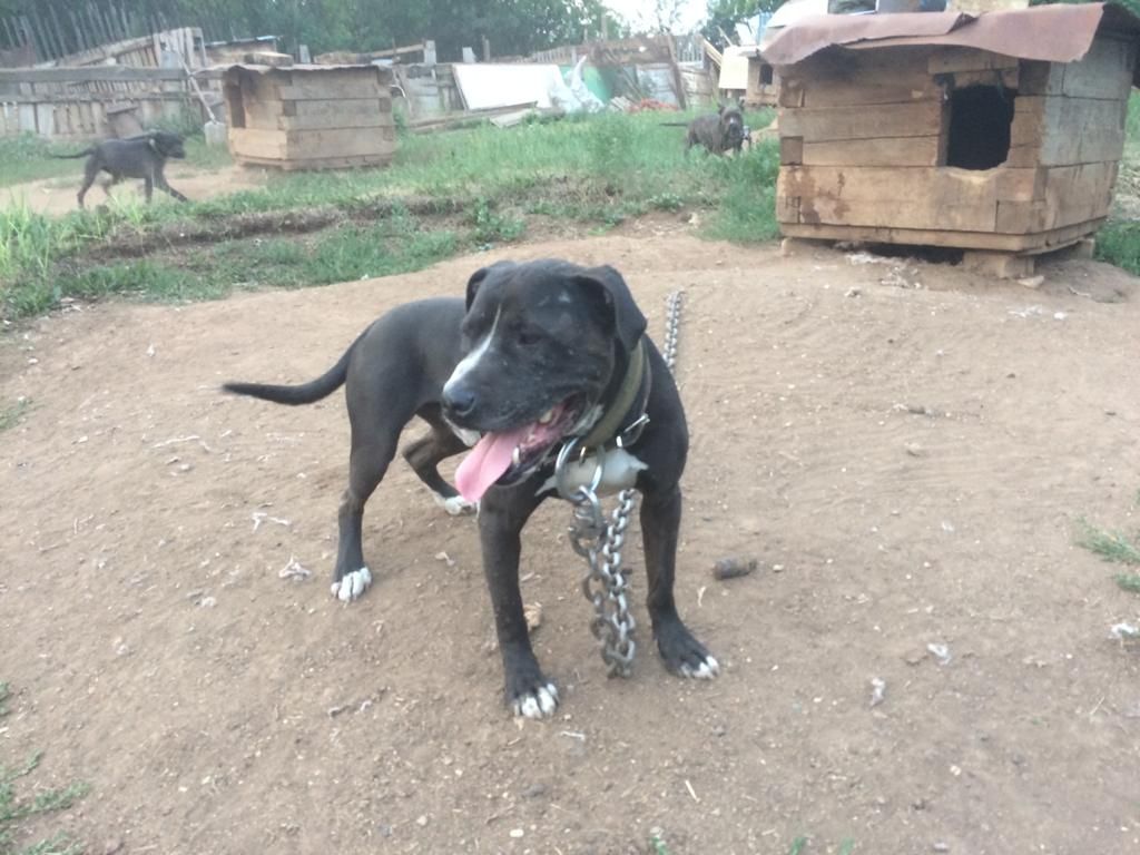 Photo of the dog