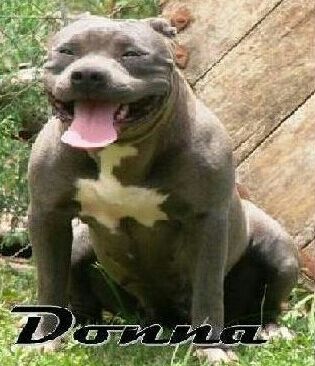 Photo of the dog