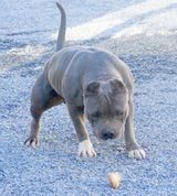 Photo of the dog