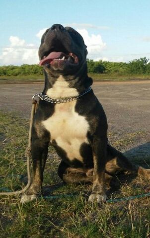 Photo of the dog