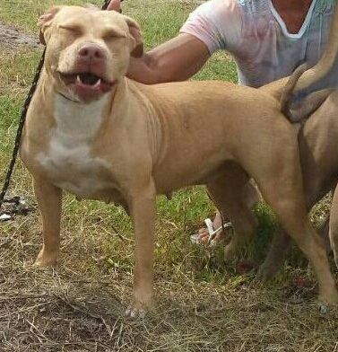 Photo of the dog