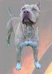 Photo of the dog