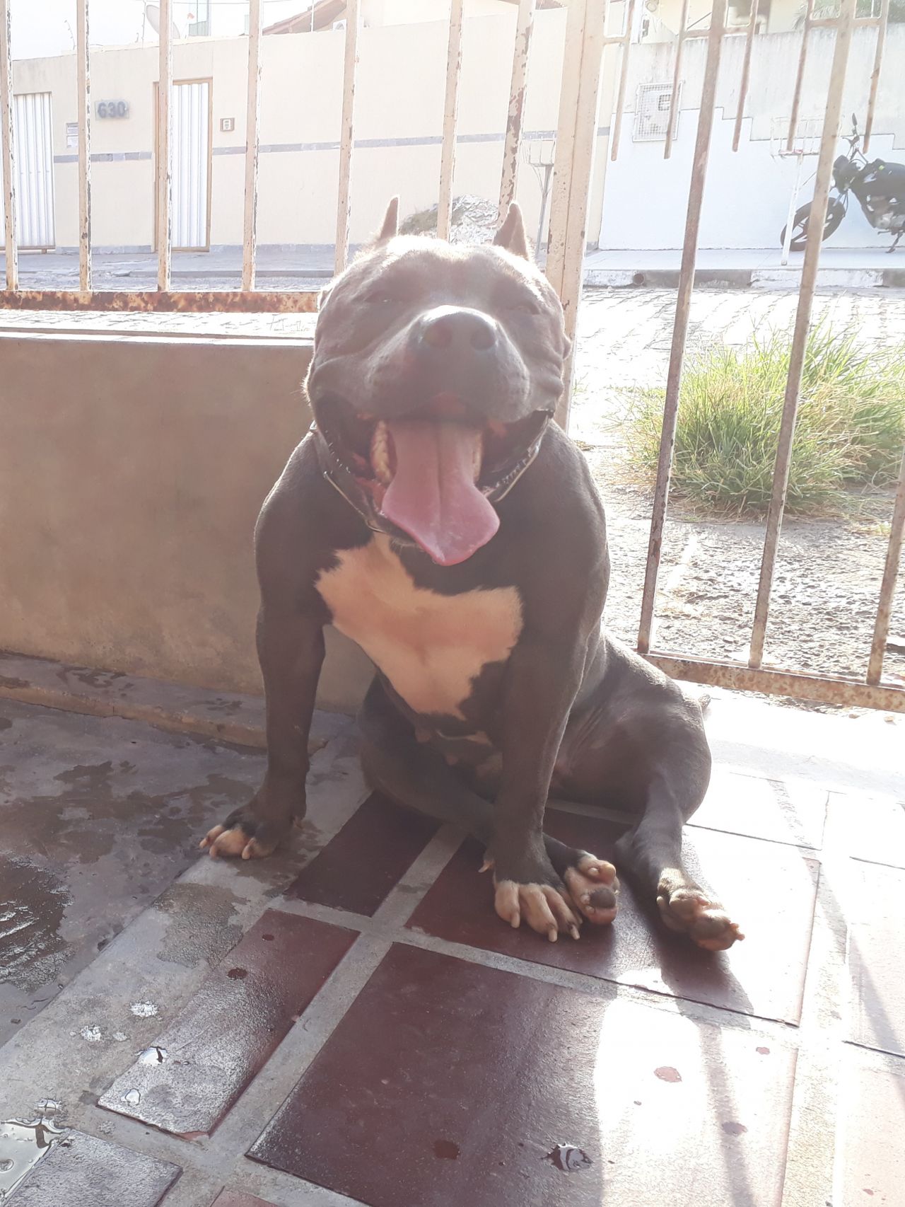 Photo of the dog
