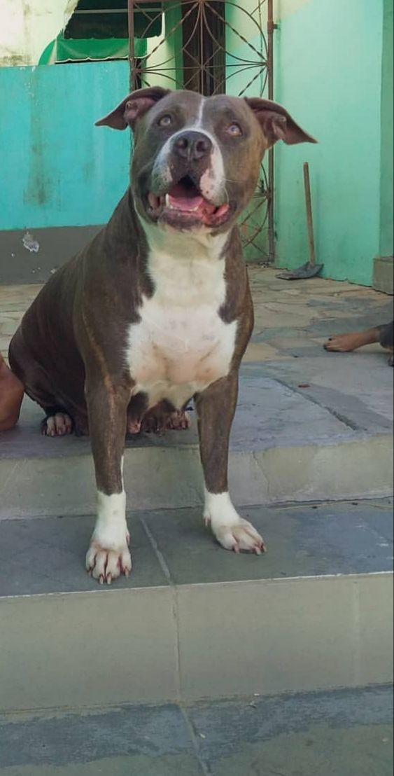 Photo of the dog